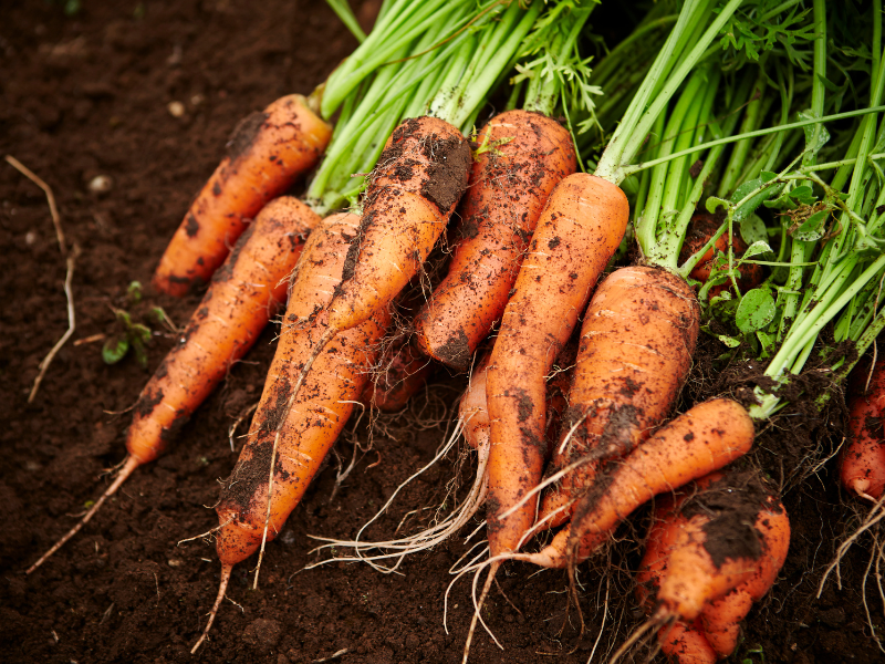 Carrots growing in a bucket